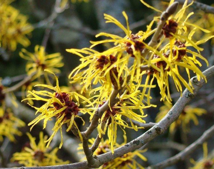 How to Use Witch Hazel After Shaving?
