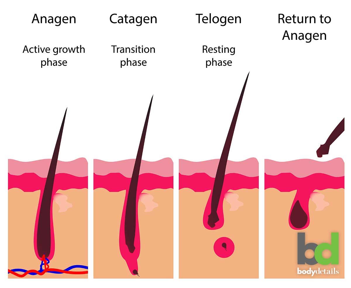 Does Armpit Hair Stop Growing at a Certain Length
