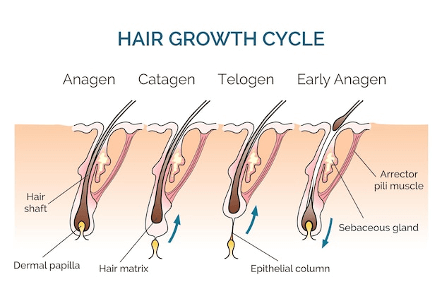 círculo de crecimiento del cabello
